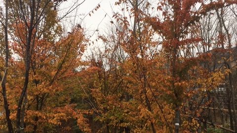 自宅に植えるなら落葉樹がおススメです。