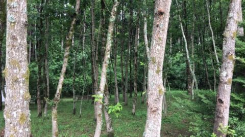 木を植えるという事